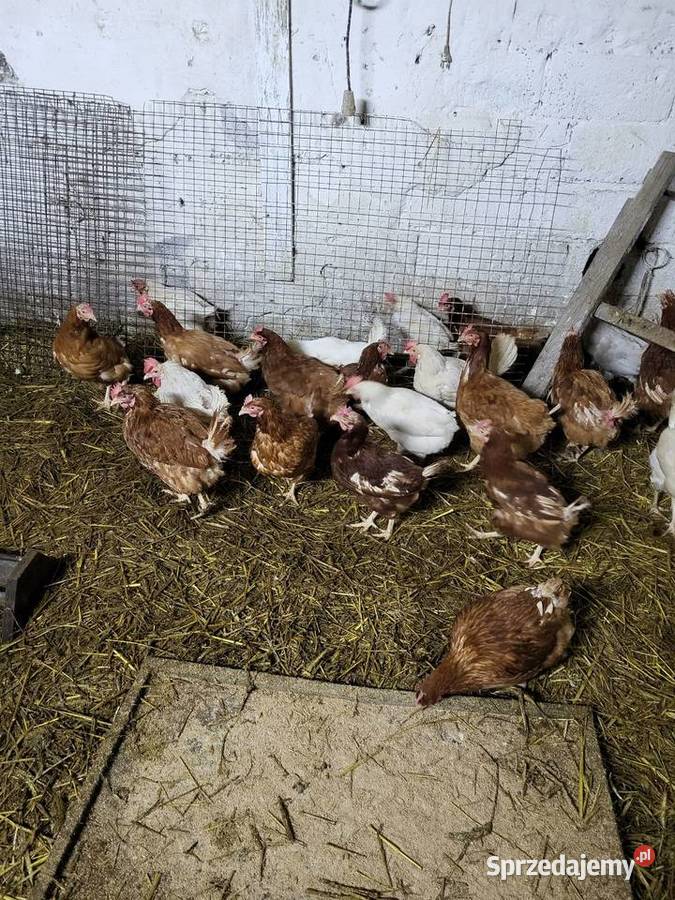 Kury zagrodowe koguty araukan Zrąbiec