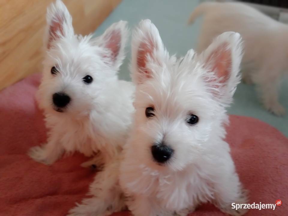West Highland White Terrier ZKwP FCI West Highland White Terrier Częstochowa