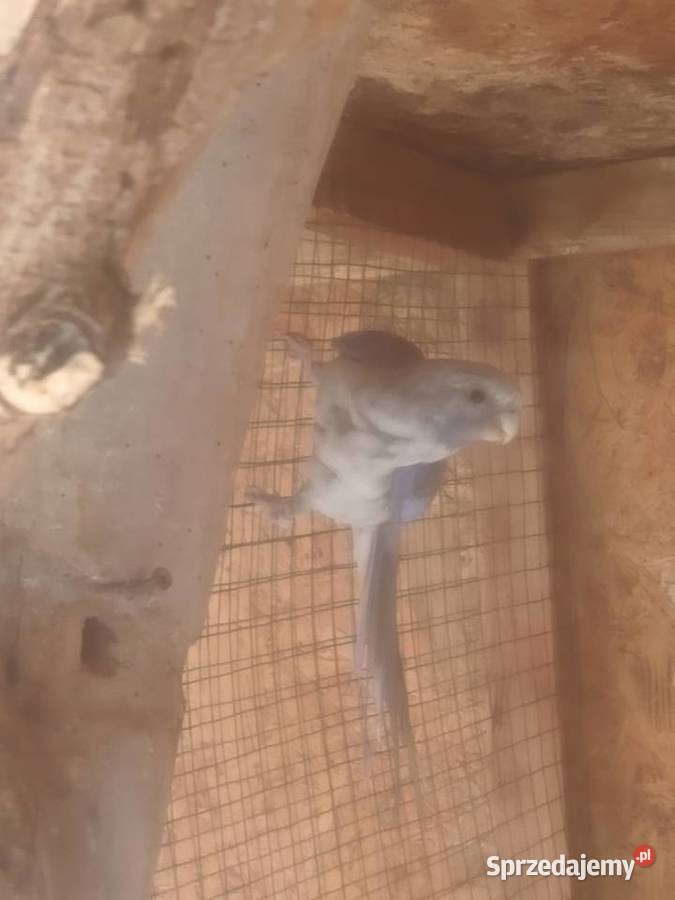 Rozelle królewskie niebieskie Pasturka