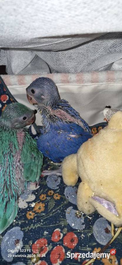 Aleksandretta obrożna oswojona Gorzów Wielkopolski sprzedam