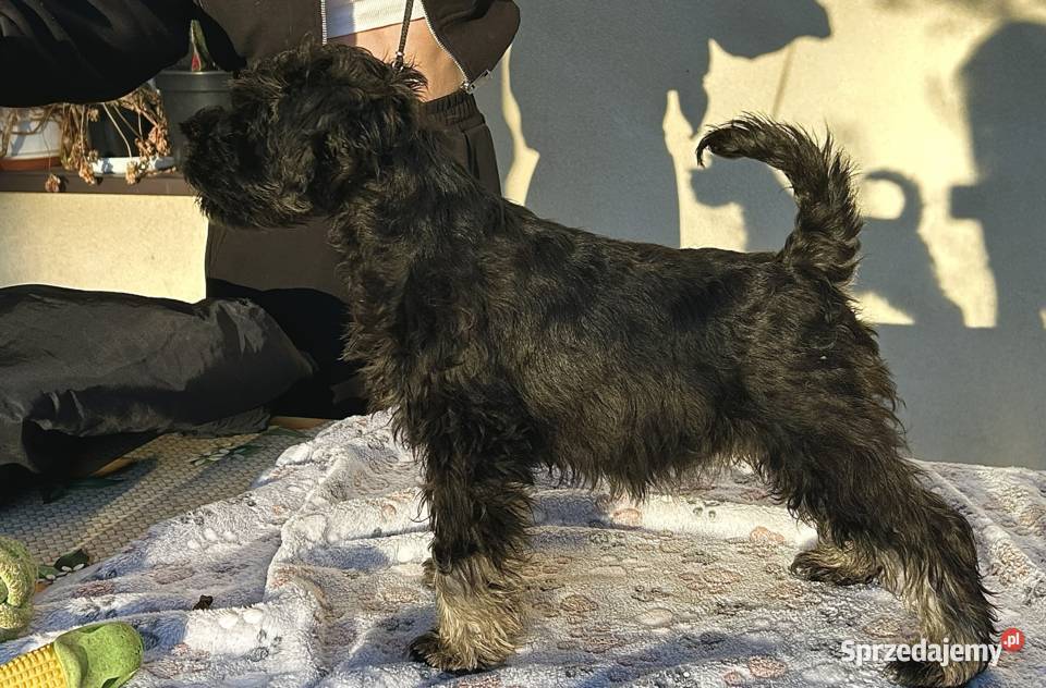 Sznaucer miniaturowy Warszawa