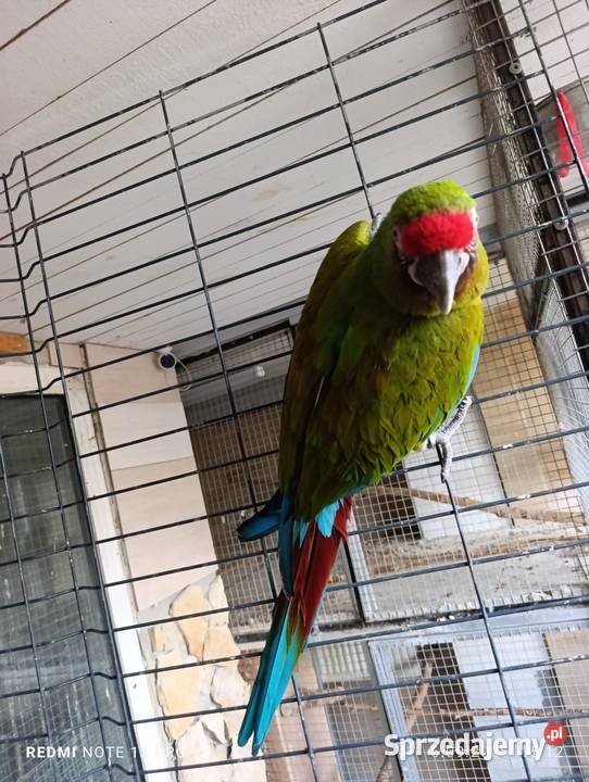 Samica ary militaris 2022 Niwki