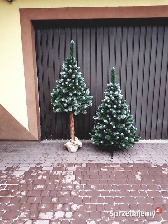 CHOINKI NA PNIUcałe zielone białe końce choinki Poręba