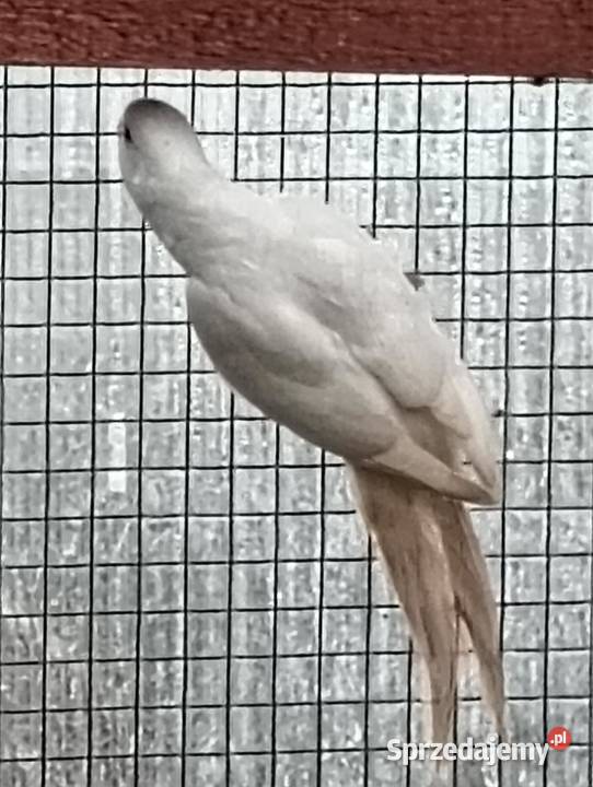 Sprzedam papugi Ptaki Leszno