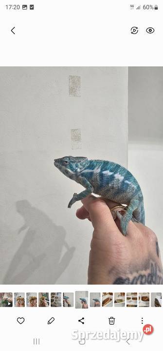 Kameleon lamparci nosy be true blue Koszalin