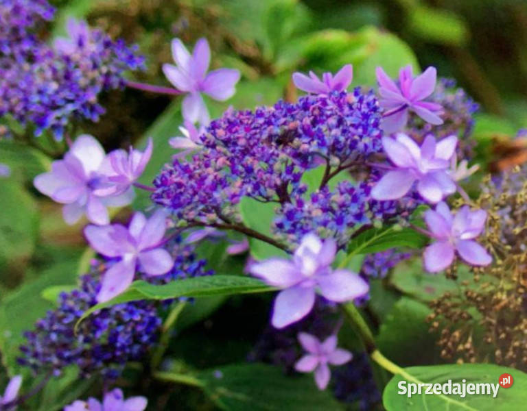 HORTENSJA OGRODOWA IZU NO HANA sadzonki w Ustronie