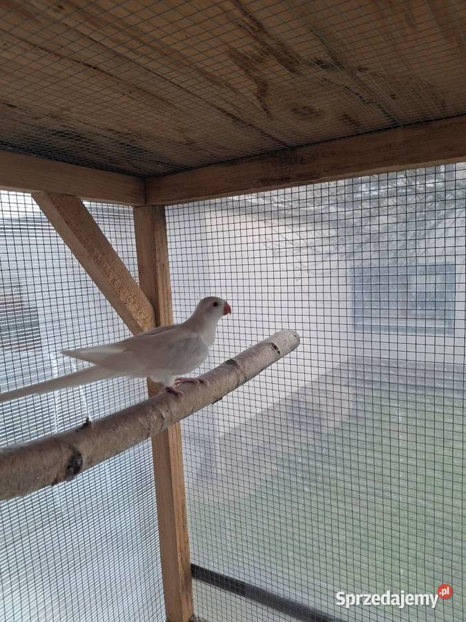 Księżniczki Walii małopolskie Brzesko