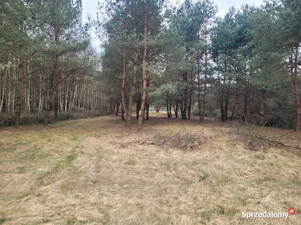 Piękna duża działka idealna na stworzenie Szczawin Kościelny sprzedam