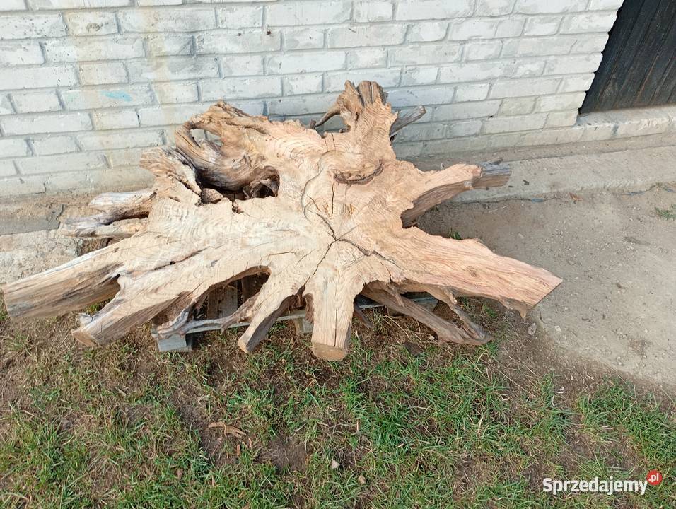 Korzeń ozdobny do ogrodu pod stolik Połaniec sprzedam