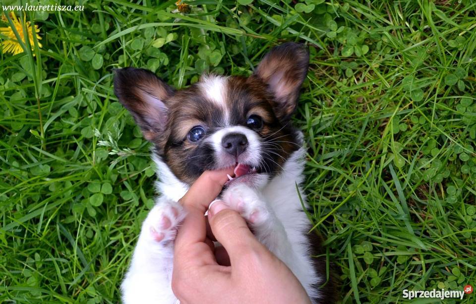 śliczny PAPILLON Spaniel Miniaturowy szczeniak Pionki sprzedam
