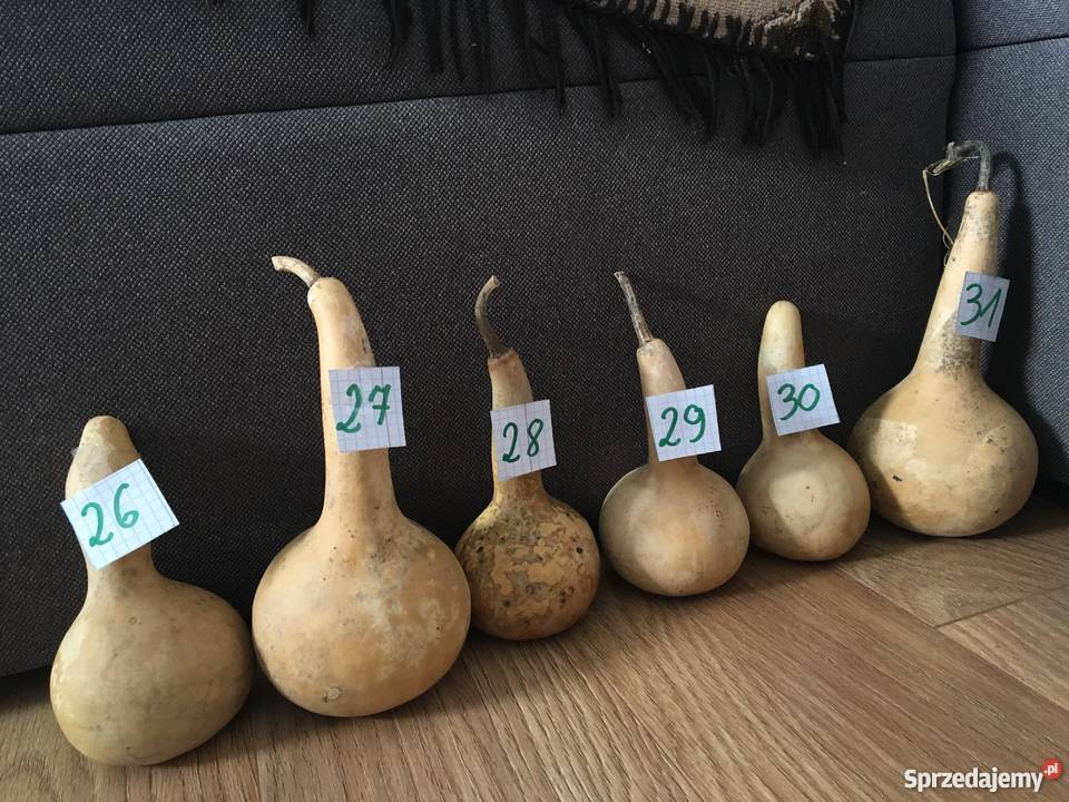 Suche tykwy z nasionami Rośliny podlaskie Augustów