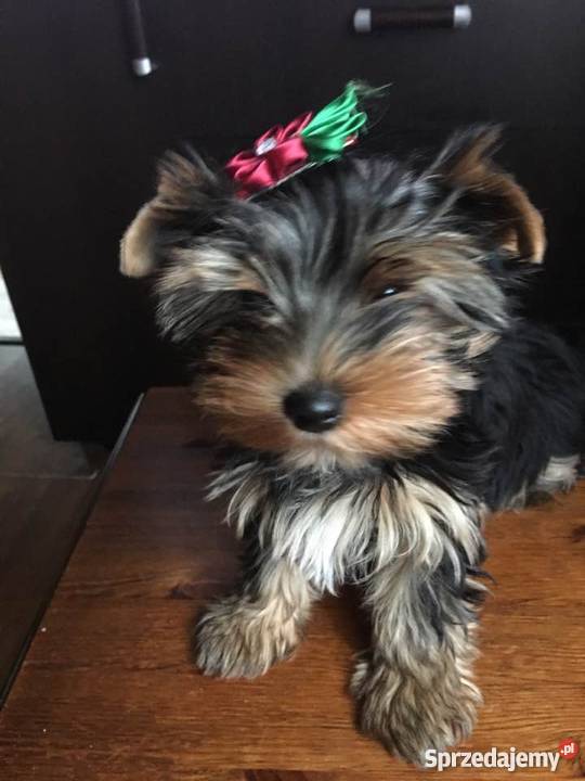 Szczenięta Yorkshire Terrier z rodowodem FCIZKwP śląskie Dąbrowa Górnicza sprzedam