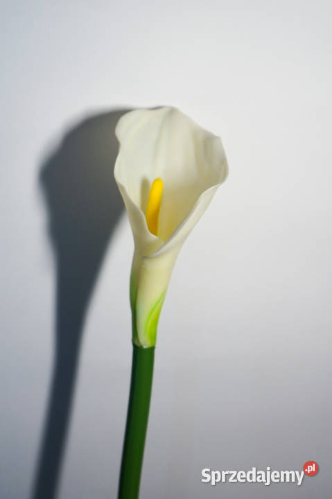 Kalia w kolorze białym Częstochowa