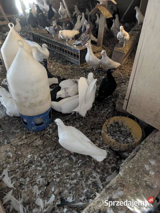 Sprzedam gołębie Jaworzno sprzedam