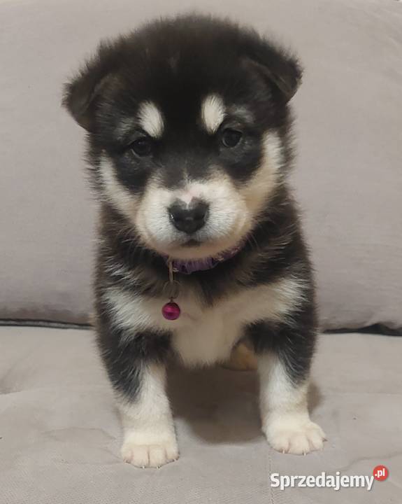 Alaskan Malamute suka szczenię