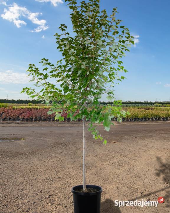 Brzoza pożyteczne Doorenbos duże sadzonki z Ustroń
