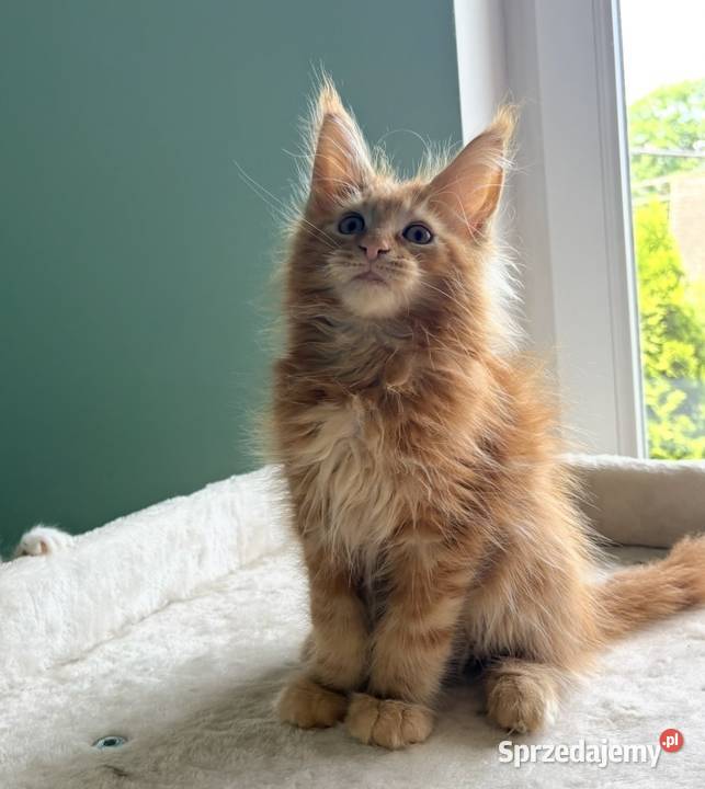 Maine Coon Śliczne kocięta Wińsko