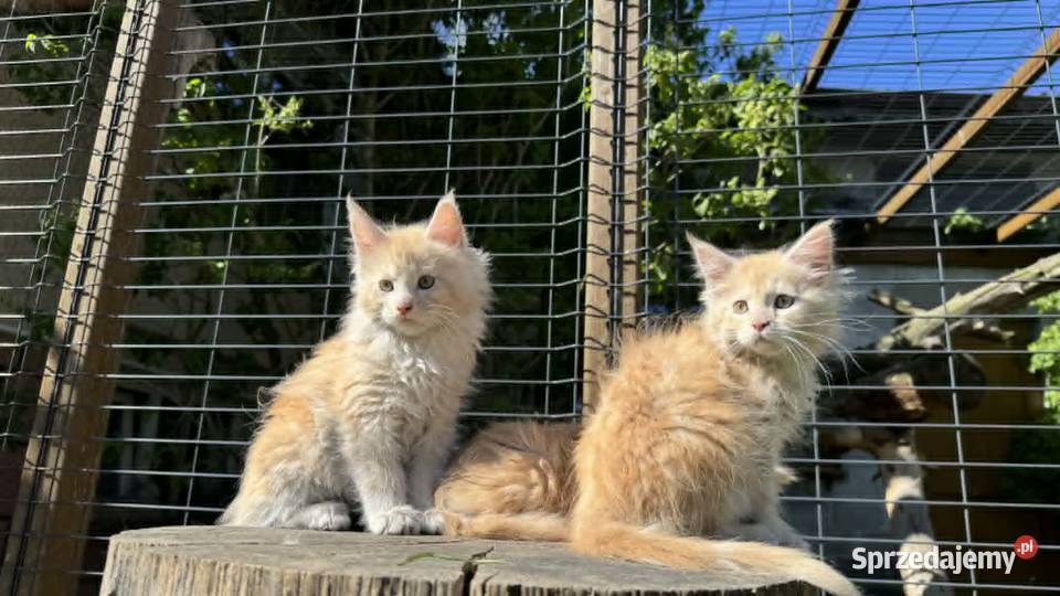 Maine Coon Kotka WCF 5 Pokoleniowy Rodowód Daleszyce