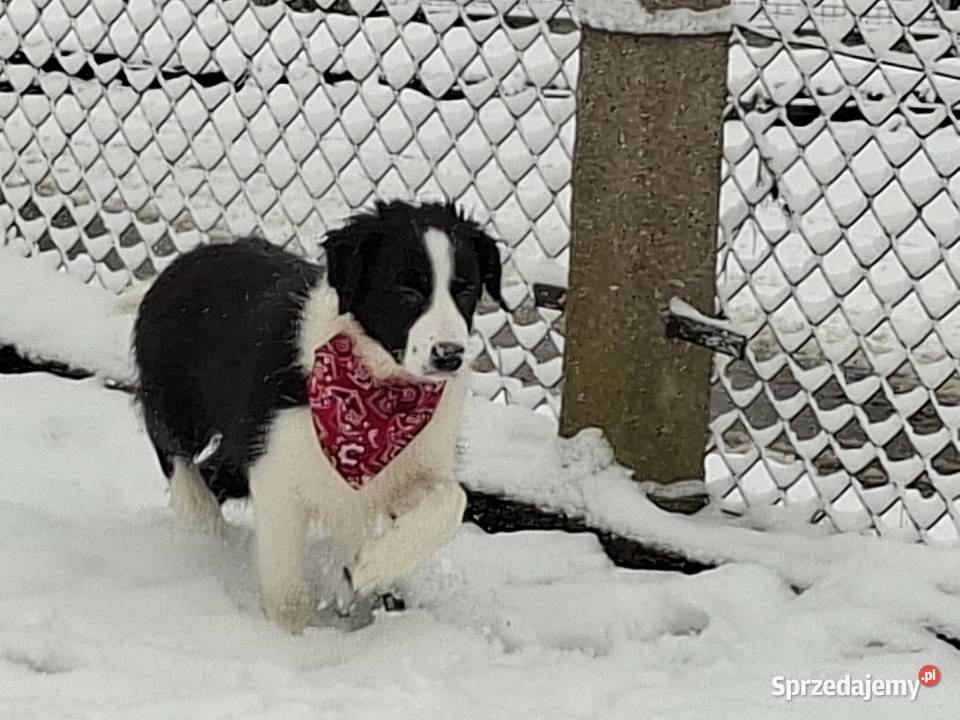 Border Collie szczeniaki inteligentne