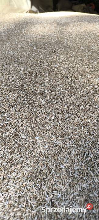 Żyto Rolnictwo Białka sprzedam