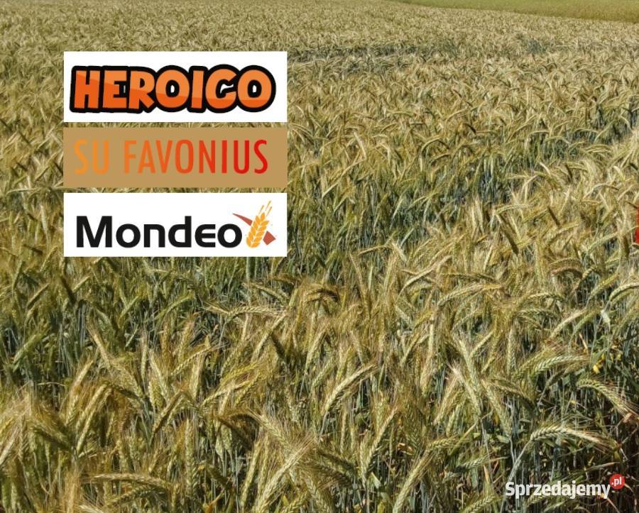 Pszenżyto ozime Heroico SU Favonius Mondeo Tarnów