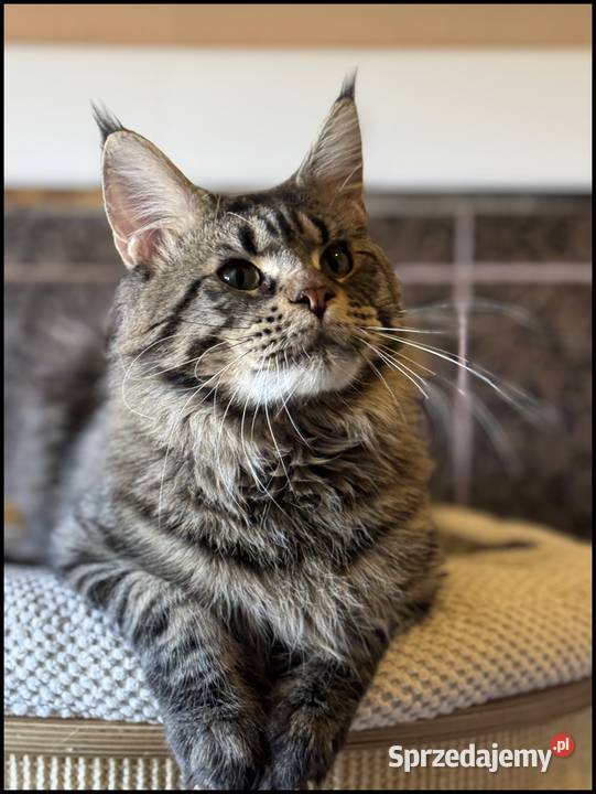 Reproduktor Maine Coon Kraków