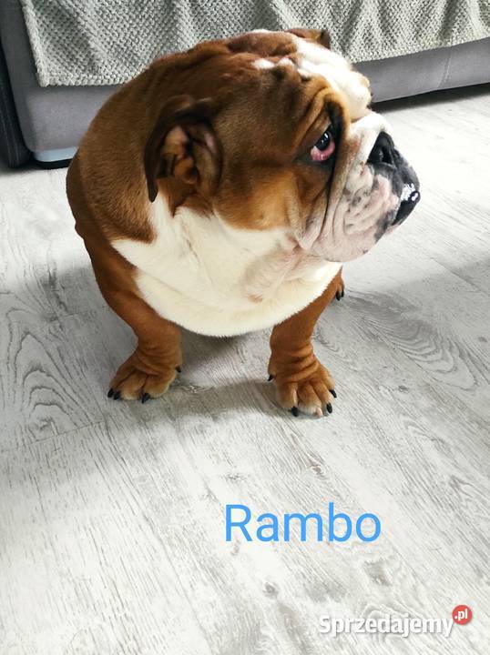 Buldog Angielski szczeniak piesek Rambo sprzedam