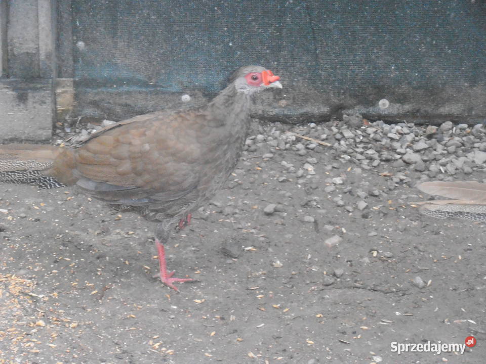 sprzedam bażanty ozdobne Ochaby Wielkie sprzedam