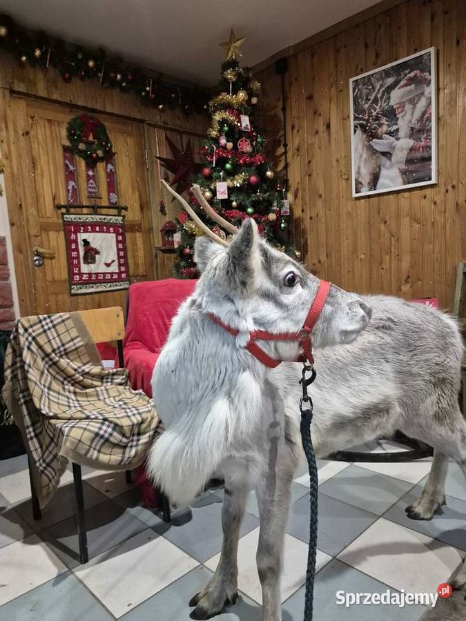 Sprzedam zamienię renifera Skandynawia Reindeer Łomża