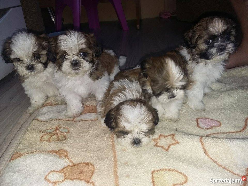 Piękne 6 tyg Shih Tzu Warszawa