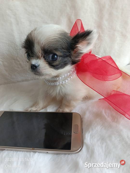 Chihuahua chłopiec samiec xxs dlugowlosy Inowrocław