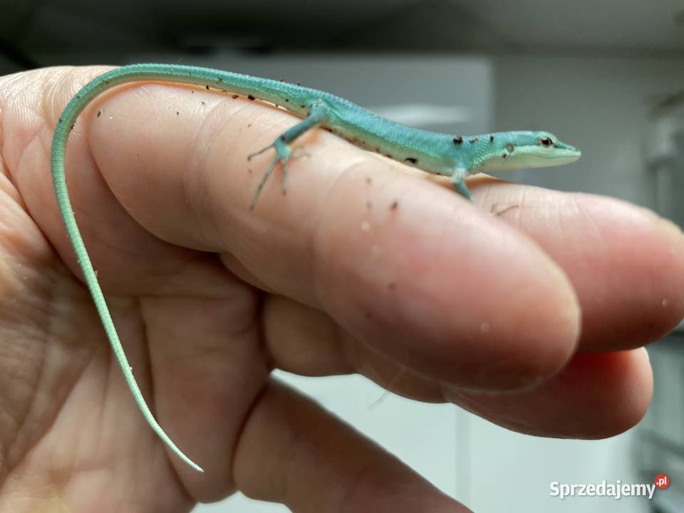 jaszczurki trawiaste Tdorsalis z Japoni odbiór w Gliwice sprzedam