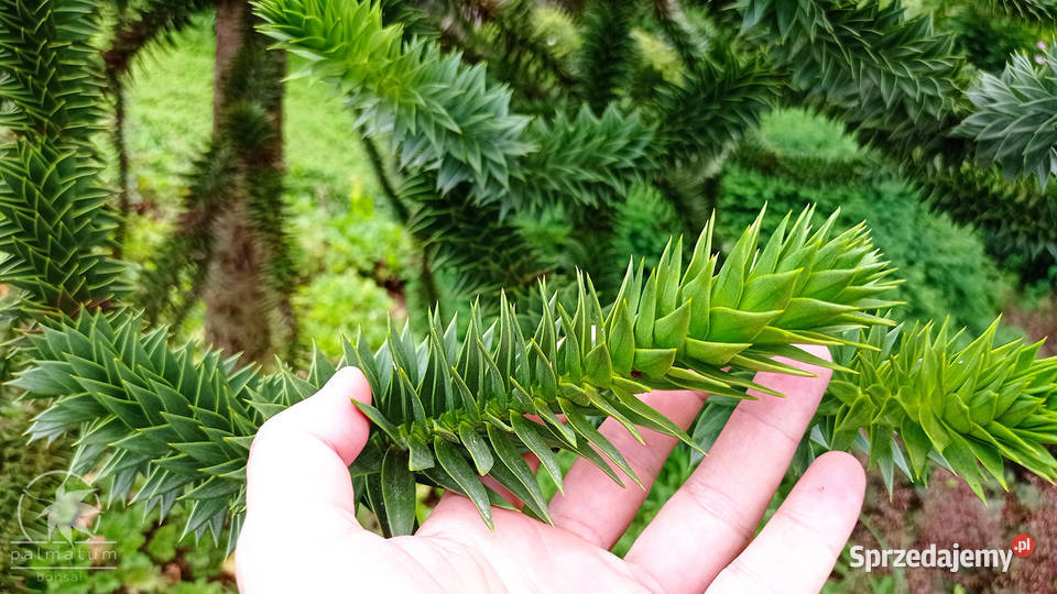 Araukaria chilijska nasiona araucaria araucana śląskie Myszków