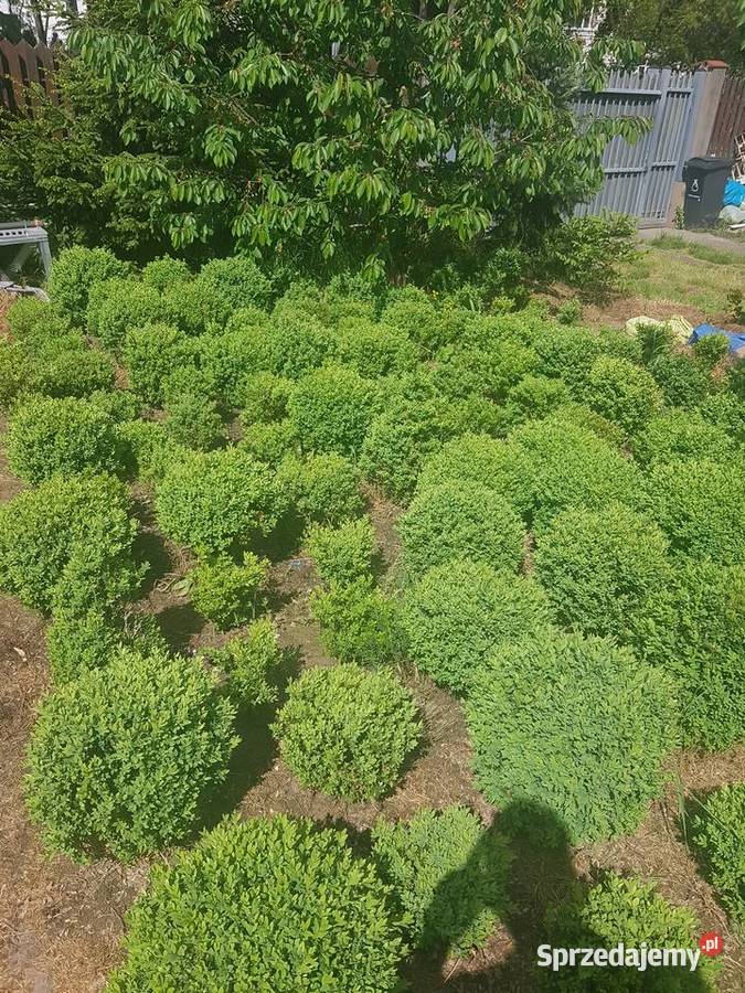 BukszpanBukszpany kule