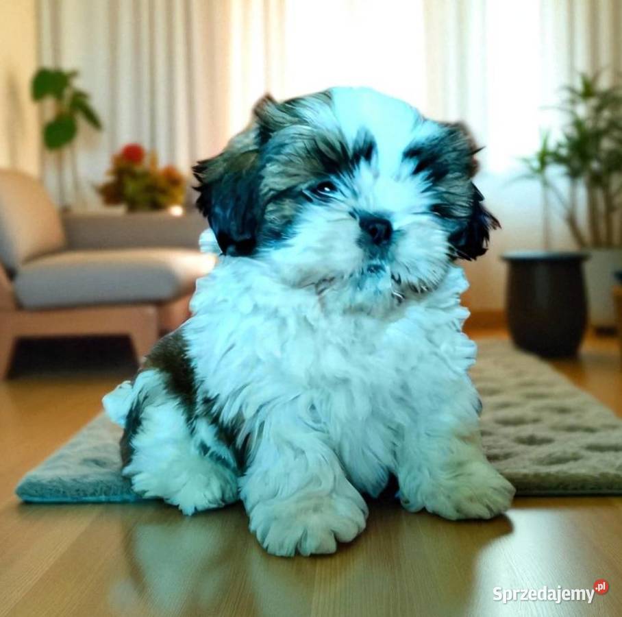 Shih tzu suczka FCi Wałbrzych sprzedam