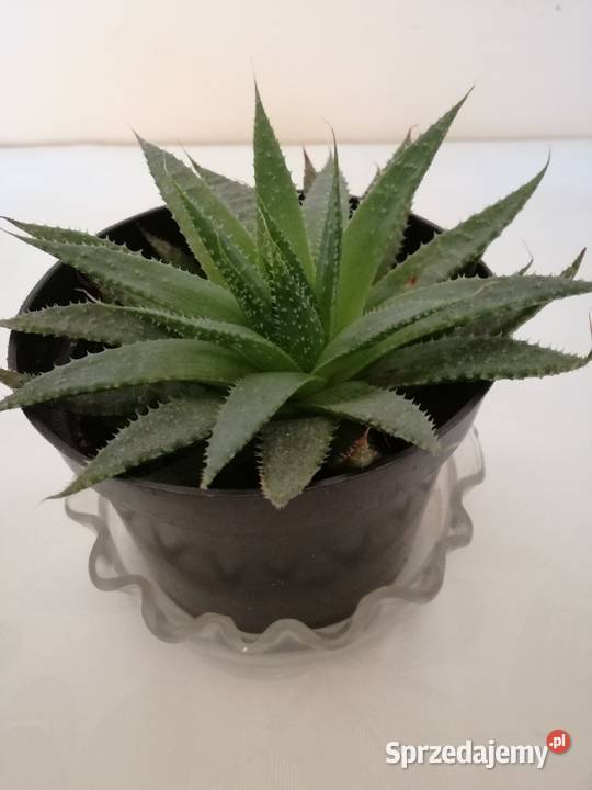 Aloes ościsty roślina doniczkowa śr14Kwiaty Łódź