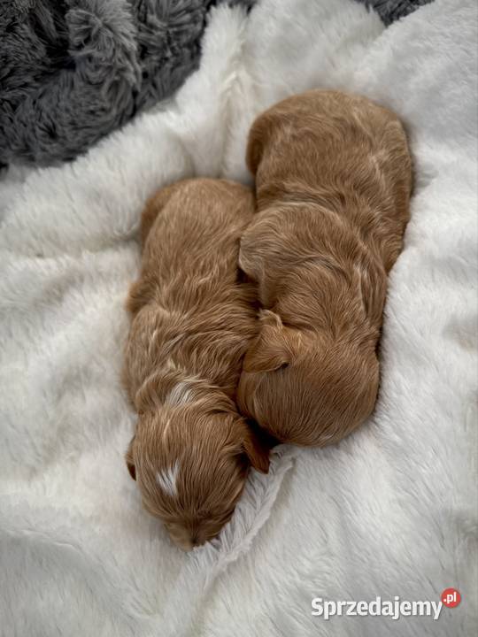 Maltipoo mama maltankatata pudel toy Wadowice