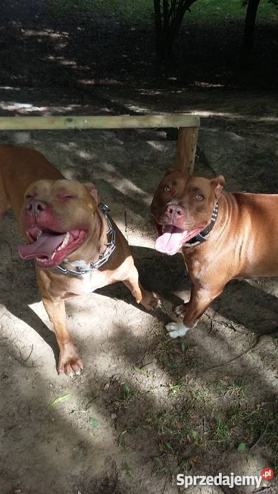 Pitbull Red Nose szczeniaki sprzedam