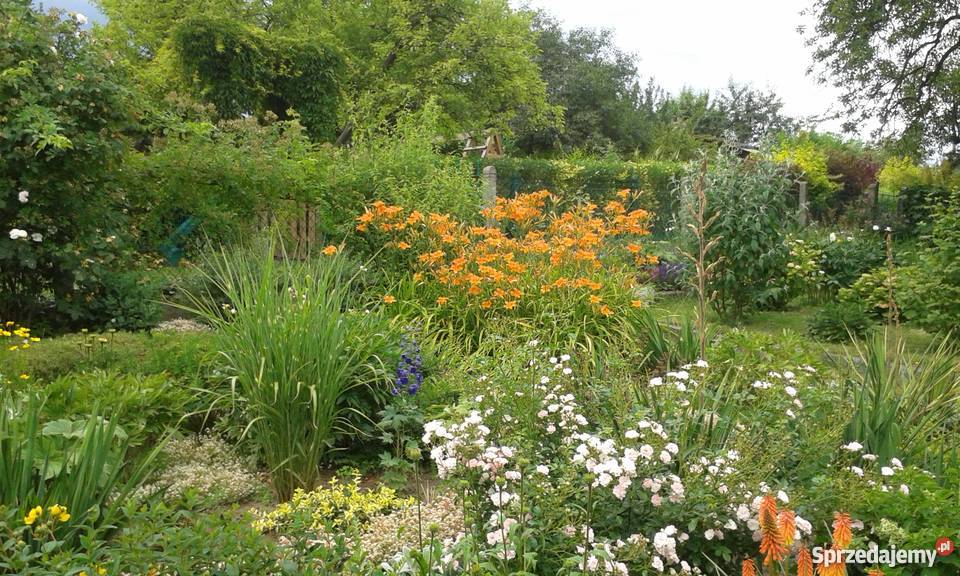 Działka rekreacyjna na ROD Skarbówek zachodniopomorskie Szczecin