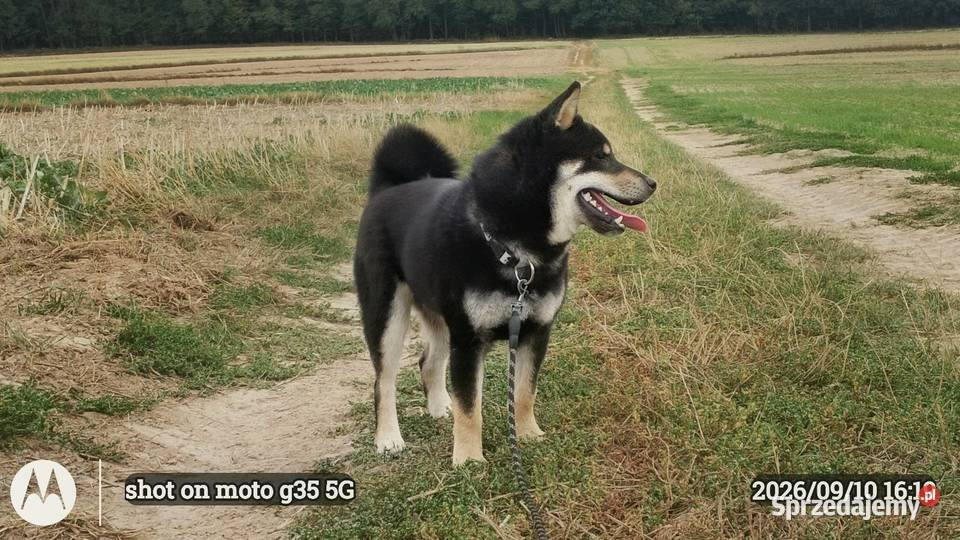 SHIBA INU czteromiesięczny świetny szczeniaczek Bychawka Trzecia