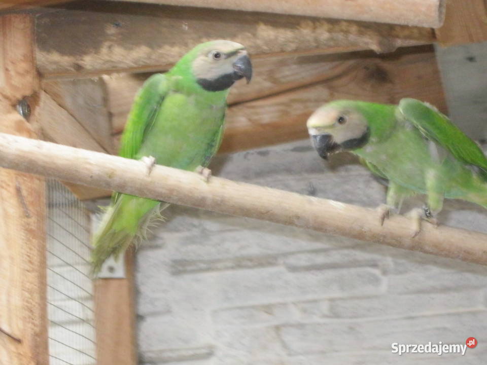 Alekandretty Rożowopiere z 25r Luboń sprzedam