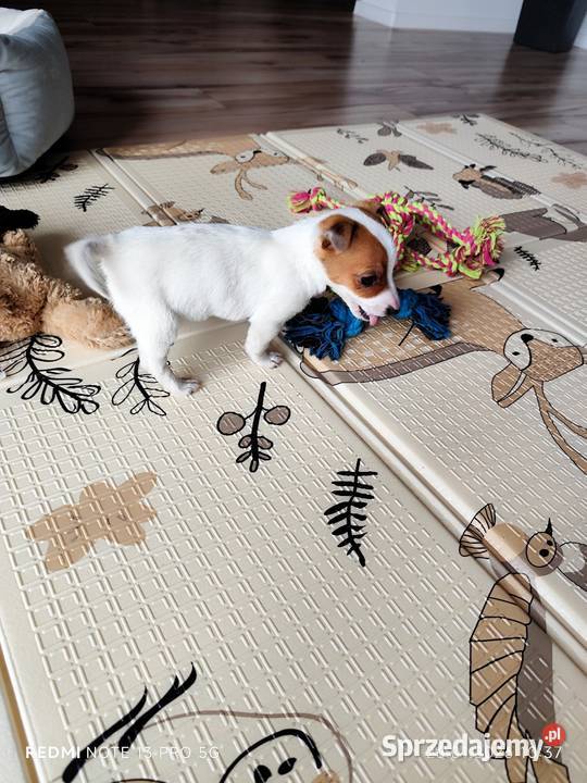 Jack Russell Terrier gładkowłose Poddębice sprzedam