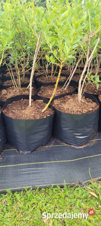 Doniczki foliowe 7L 100 PRODUCENT Częstochowa sprzedam