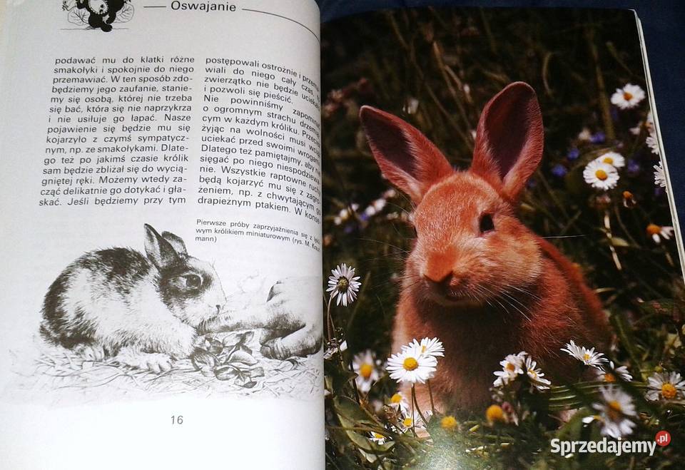 Królik miniaturowy Andrea Dieker Jutta Steinkamp lubelskie Chełm