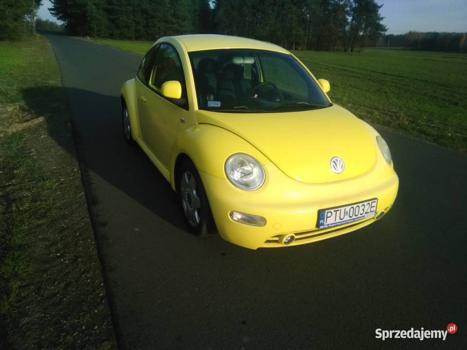 VW Beetle 19