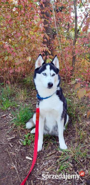 Miot rasy syberian husky Listopad kujawsko-pomorskie Grudziądz sprzedam