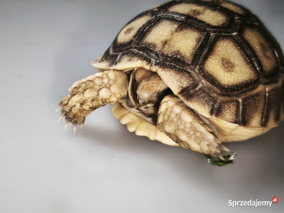 Żółw pustynny młody osobnik Wałbrzych