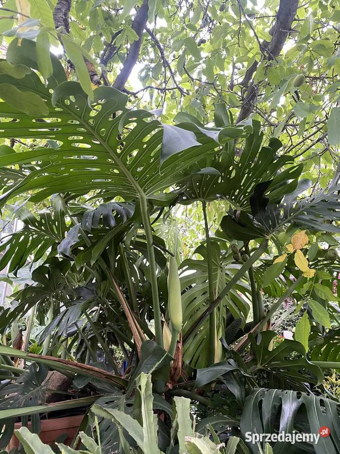 OGROMNA MONSTERA DELICIOSA ok 3 m kwitnąca i dolnośląskie