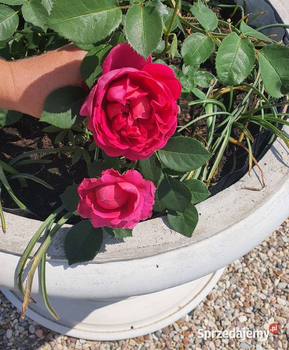 Donice toczone ogrodowe średnica wewnętrzna 62 Grodków