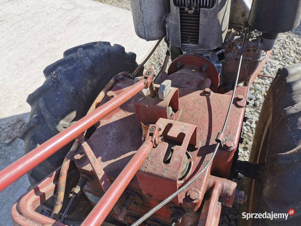 DZIK 21 Połom Duży